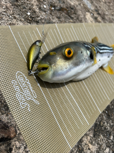 シマフグの釣果