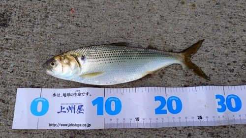 コノシロの釣果