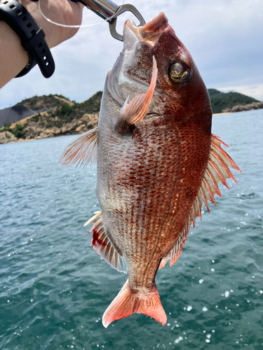 マダイの釣果