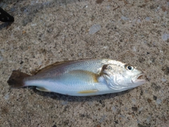 イシモチの釣果