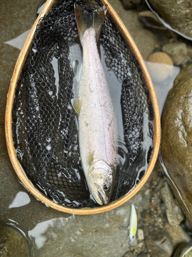 アマゴの釣果