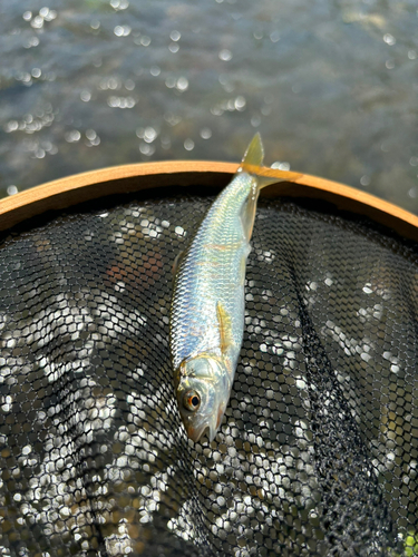 オイカワの釣果