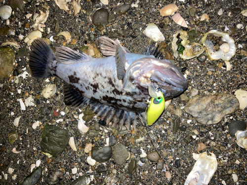 クロソイの釣果