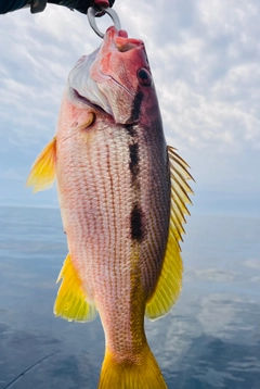 ヨコスジフエダイの釣果