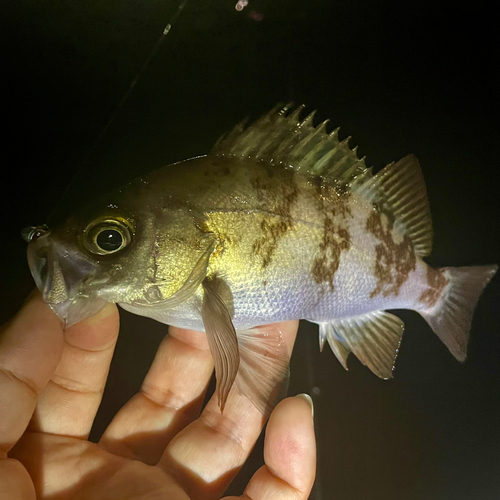 シロメバルの釣果