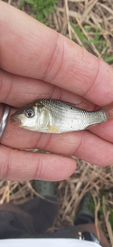 フナの釣果