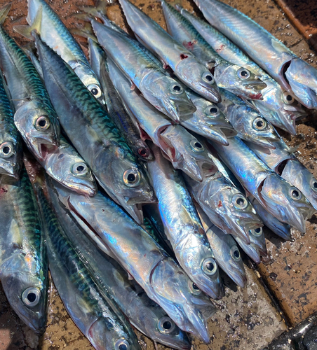 サバの釣果