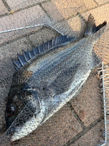 豊洲ぐるり公園