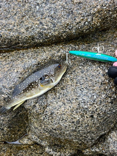 フグの釣果