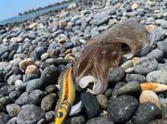 カミナリイカの釣果