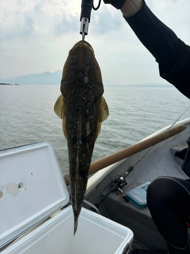 マゴチの釣果