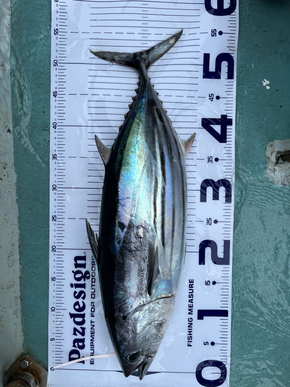 Sea🎣saaaaa〜さんの釣果 2枚目の画像