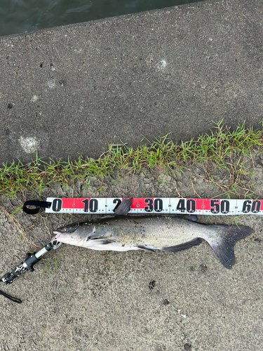 アメリカナマズの釣果