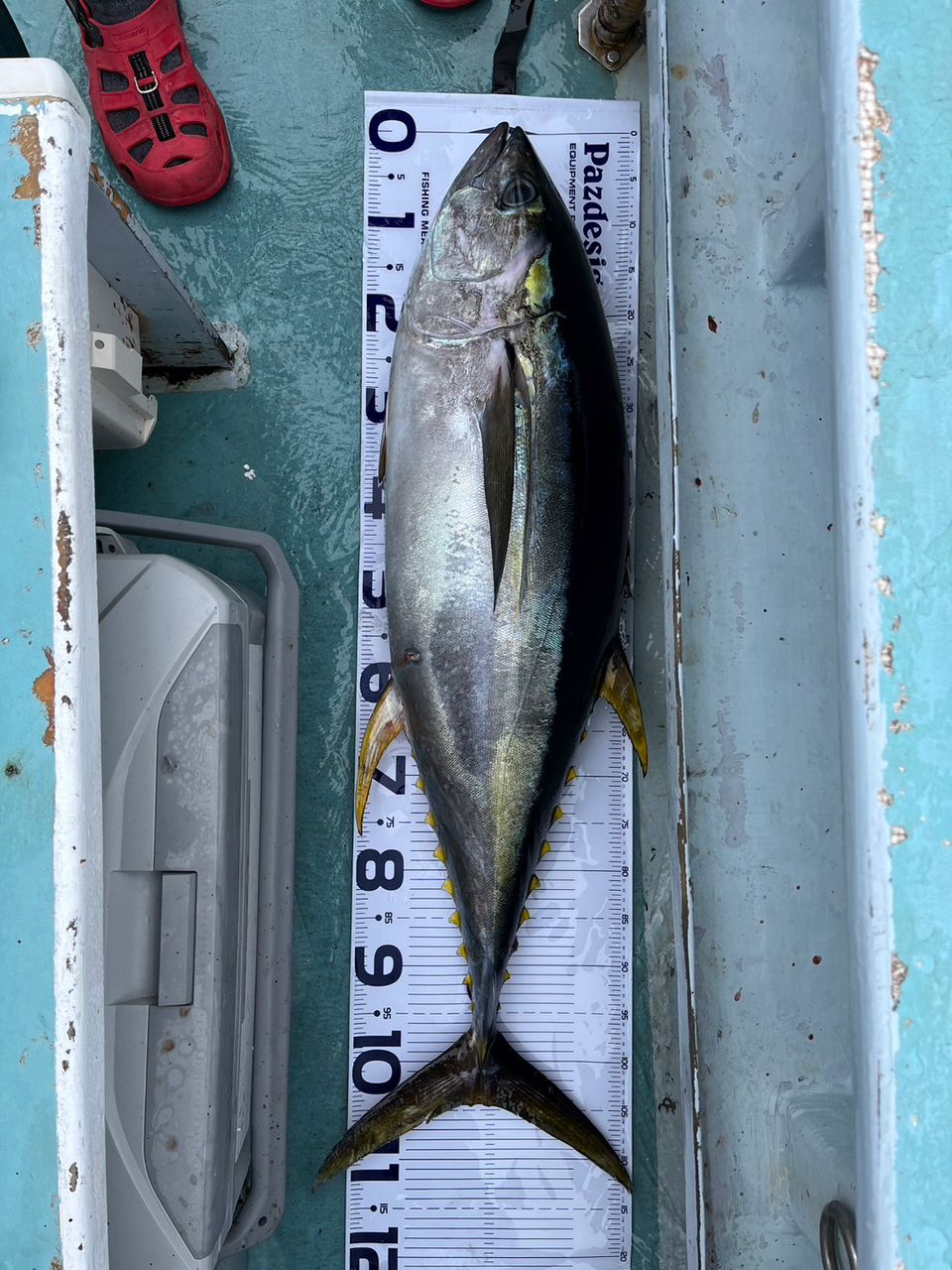 シマシマのSHIMANOさんの釣果 2枚目の画像