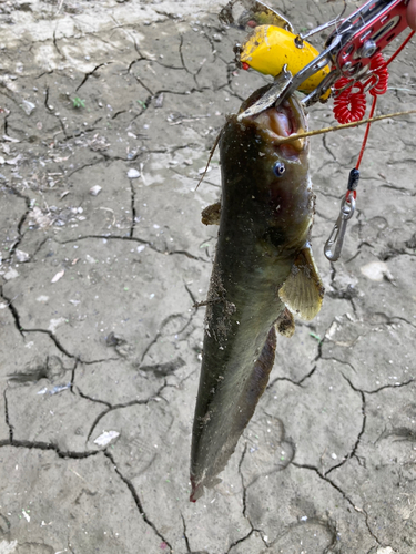 ナマズの釣果