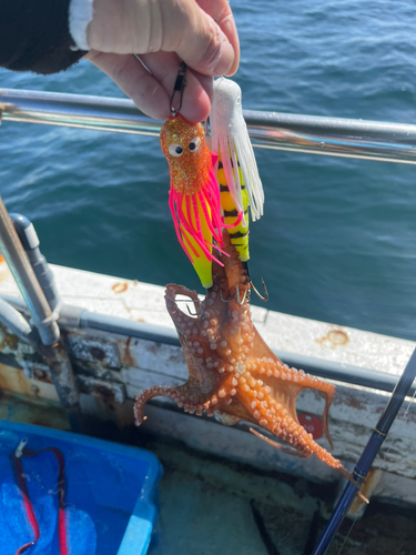 タコの釣果