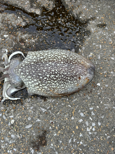 シリヤケイカの釣果