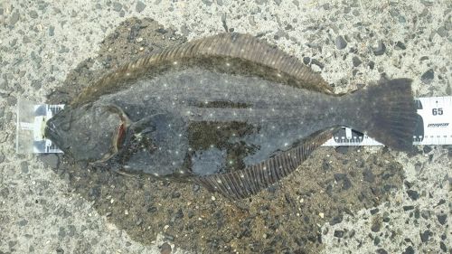 ヒラメの釣果