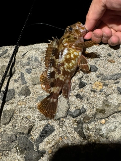 カサゴの釣果