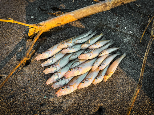 キスの釣果