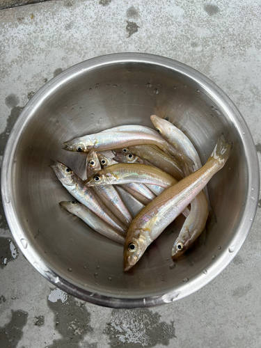 キスの釣果