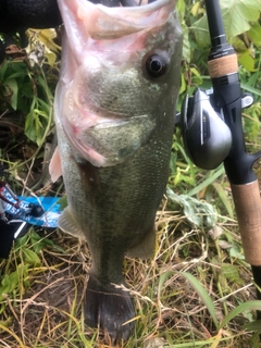 ラージマウスバスの釣果