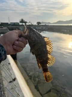 タケノコメバルの釣果