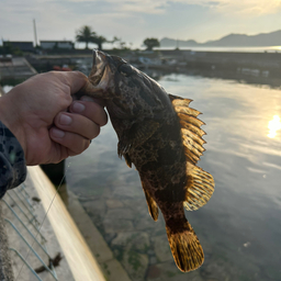 タケノコメバル