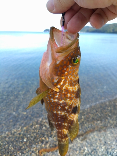 アコウの釣果