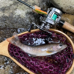 イワナの釣果