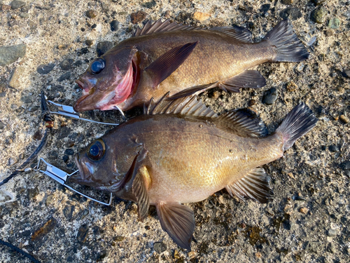 メバルの釣果