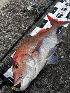 マダイの釣果