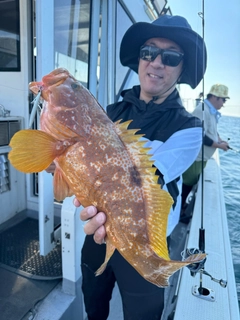 アコウの釣果