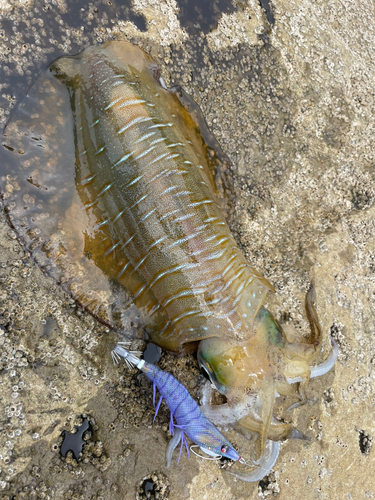 アオリイカの釣果