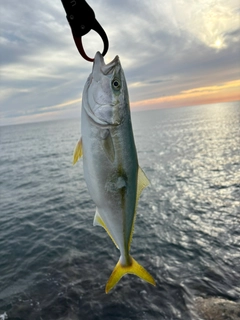 ハマチの釣果