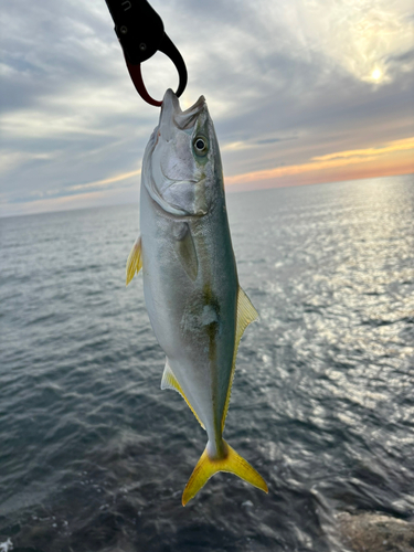 ハマチの釣果