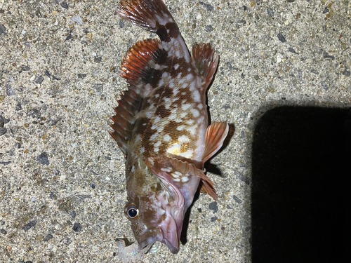 カサゴの釣果