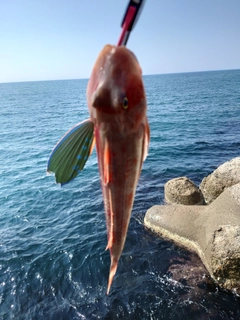 ホウボウの釣果