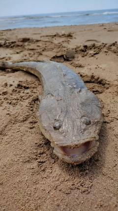 マゴチの釣果