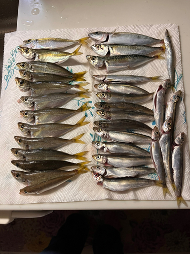 アジの釣果