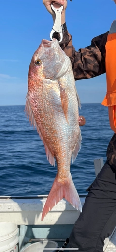 マダイの釣果