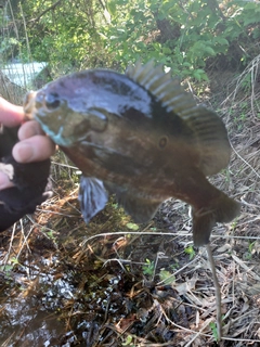 ブルーギルの釣果