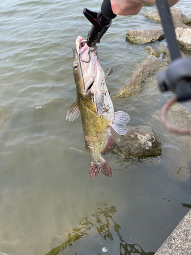 ナマズの釣果