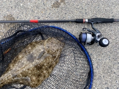 ヒラメの釣果