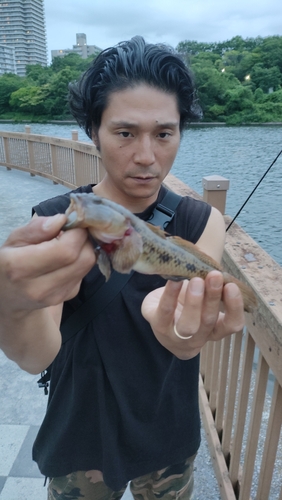 ウロハゼの釣果