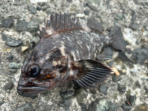 ムラソイの釣果