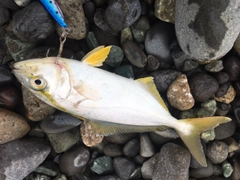 ショゴの釣果