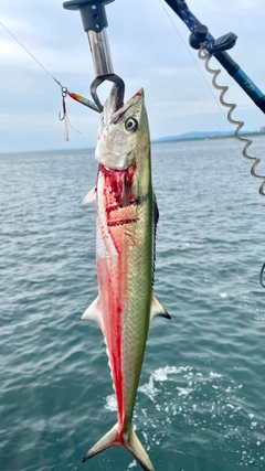 サゴシの釣果