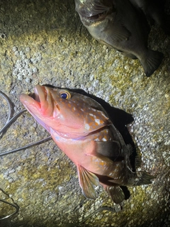 アコウの釣果