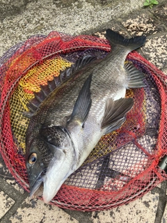 クロダイの釣果